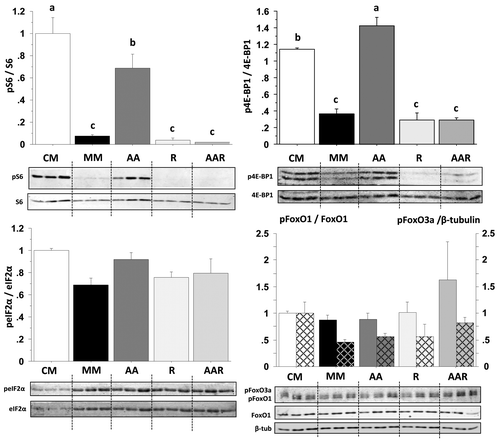 Figure 5. Effect of AA with or without rapamycin on the phosphorylation of S6, 4E-BP1, eIF2α, FoxO1 and FoxO3a proteins in trout myoblasts. Four-day cultivated cells were incubated in a serum- and AA-deprived medium for 30 min and then preincubated for 30 min with or without 100 nM rapamycin. Afterwards, the culture mediums were replaced for 30 min with a serum- and AA-rich medium (complete medium group, CM), a serum- and AA-free medium (minimal medium group, MM; rapamycin group, R) or a medium containing amino acids (amino acids group AA and amino acids plus rapamycin group AAR). Cell lysates (10 µg) were analyzed by western blot with the indicated antibodies. A representative blot is shown. Graphs represent the ratio between the phosphorylated protein and the total amount of the targeted protein. For FoxO proteins, filled and dashed columns represent FoxO1 and FoxO3a, respectively. Results are means ± SEM, n = 3 (mean of 3 replications) and were analyzed using one way ANOVA followed by the Student Newman–Keuls test for multiple comparisons (p < 0.05). Different letters represent significantly different values.