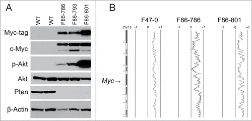 Figure 1. Thymic T-cell lymphoma cells from Lck-Dlx5 mice have elevated Akt activity and elevated Myc expression. Proteins from 3 lymphoma cell lines (F86-786, F86-793 and F86-801) derived from Lck-Dlx5 mice and normal thymocytes from 2 wild type (WT) littermates were analyzed by immunoblotting. Expression of Myc-tagged Dlx5, Myc, phospho-Akt (ser473), total Akt and Pten were evaluated. (A) Note that activation of Akt in T-cell lymphoma cells was associated with loss of Pten expression. Array-CGH profiles of 3 Lxk-Dlx5 lymphoma cell lines (including 2 matching those shown in panel A, F47-0 showed the similar pattern on a separate gel) with recurrent trisomy of chromosome (Chr) 15, location of Myc, in tumor cells (B).