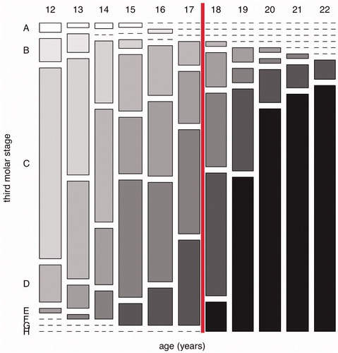 Figure 2. The distribution of Demirjian stages from A (immature, white) to H (mature, black) by year of age, for lower left third molars of 619 Korean males (Lee et al., Citation2009). Age 18 is marked by the vertical red line.