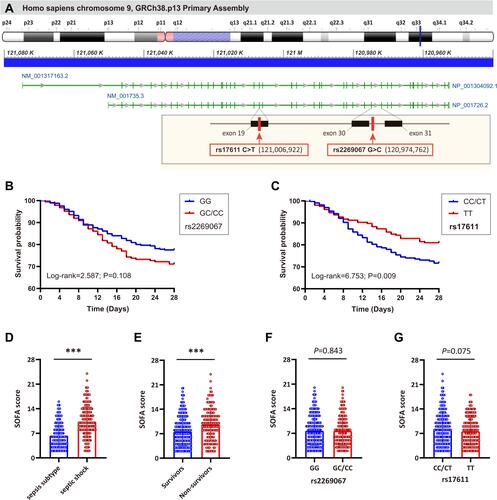 Figure 1 The location of rs2269067 and rs17611 polymorphisms in C5 gene and their effect on 28-day survival of sepsis patients. (A) The human C5 gene is located on chromosome 9q34.1 (120,952,335–121,050,275) and contains 41 exons according to the GRCh38.p13 primary assembly. The green bar represents the exons. In the visual, the miss-sense rs17611 C>T polymorphism is located within the exon 19 of C5 gene and causes a V802I change in C5, while rs2269067 G>C polymorphism is located within the intron near to exon 30; (B and C) the effect of rs2269067 and rs17611 on the 28-day survival of sepsis patients was evaluated by Kaplan–Meier survival analysis; (D and E) the sepsis-related organ dysfunction assessment (SOFA) score in sepsis patients; (F and G) the correlation of C5 genetic polymorphisms with SOFA score in sepsis patients. Values of relative expression levels are shown as mean ± SD; ***P<0.001.