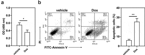 Figure 7. Effect of doxorubicin on the viability and apoptosis of Hs578T cells. Hs578T cells were exposed to doxorubicin for 24 h. a Cell viability was measured by CCK-8 assay. b Apoptotic Hs578T cells were detected by Annexin V/PI staining. *p < 0.05, **p < 0.01. Dox, doxorubicin; OD, optical density; PI, propidium iodide