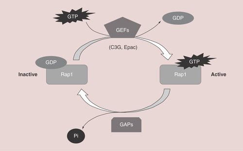 Figure 1. Schematic representation of Rap1 activation by GEFs.Rap switches from an inactive form, bound to GDP, to an active conformation, bound to GTP. GEFs, such as C3G or Epac, mediate GDP dissociation, favoring GTP binding to Rap. To inactivate it, GAPs activate Rap intrinsic GTPase activity, promoting GTP hydrolysis.