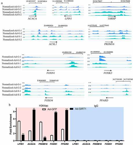 Figure 4. ChIP-seq peaks for lipid metabolism related genes (a) and CHIP-qPCR was conducted to validate ChIP-seq results for selected targets (b). Data were presented as the mean and standard error of two biological replicates and repeated three times.