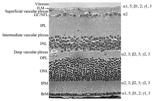 Figure 1. The definition of retinal layers. An adult retinal section stained with hematoxylin and eosin demonstrating the layers of the retina. From the vitreous, labeled on the left side, these are: ILM, inner limiting membrane; GC/NFL, ganglion cell/nerve fiber layer; IPL, inner plexiform layer; INL, inner nuclear layer; OPL, outer plexiform layer; ONL, outer nuclear layer; IPM, interphotoreceptor matrix; BrM Bruch’s membrane (BrM). The laminin chains are shown on the right side where they are expressed in the retina.