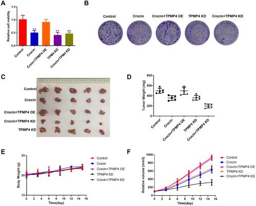 Figure 7 The knockdown of TPM4 weakened the inhibitory effect of crocin on gastric cancer cells and a xenotransplanted tumor model. AGS cells overexpressed or knocked down TPM4 treated with crocin (6 mg/mL) or not. (A) The cell viability was measured by using CCK-8. (B) Cell clone formation was assayed by using crystal violet staining. We used TPM4 knockdown AGS cells or TPM4 overexpression AGS cells to construct a xenotransplanted tumor model with intraperitoneal injection of crocin (6.25 mg/kg/day). (C) The photo of the isolated tumor was shown in the indicated group. (D) The weight of the tumors was measured. (E) The change of the body weight of mice. (F) The volume of the tumor was recorded every 3 days. Mean levels (±SD) were calculated from three replications. **P<0.01.