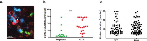 Figure 3. TCR stimulated arrests of OT-II on WT and ICAM KO BMDC inside lymph nodes analyzed by 2P microscopy. (a) A representative image from an intravital microscopy movie showing co-injected naïve DsRed OT-II T cells (white arrows) and non-specific polyclonal (GFP) CD4+ T cells (orange arrow) interacting with migratory WT LPS stimulated BMDCs (CFP) loaded with saturating OVA peptide in intact popliteal lymph nodes. (b) Contact durations of the different T cell subsets interacting with WT migratory DCs, as described in A, analyzed by intravital 2P microscopy (n = 2, representative of four movies). OVA-loaded WT BMDCS were introduced intrafootpad 24–27 h prior to live imaging performed 3–6-h post i.v. injection of the different T cells. (c) Contact durations of DS-Red OT-II CD4+ T cells with co-transferred LPS stimulated CFP WT and CFSE DKO BMDCs loaded with a saturating dose of an OT-II binding OVA peptide. OVA-loaded BMDCs were introduced intrafootpad 24–27 h prior to live imaging performed 3–6-h post i.v. injection of the OT-II T cells. The contact durations were determined by 2P imaging in six fields of view imaged in five mice (in three independent experiments).