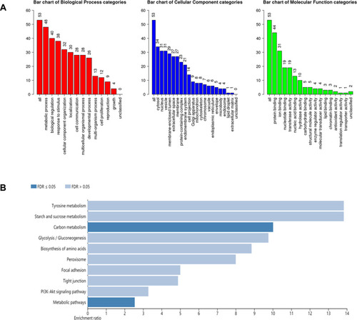 Figure 4 GO analysis and KEGG analysis for the major targets of Gentiopicroside. (A) GO map of putative target genes. (B) KEGG pathway analysis of putative target genes.