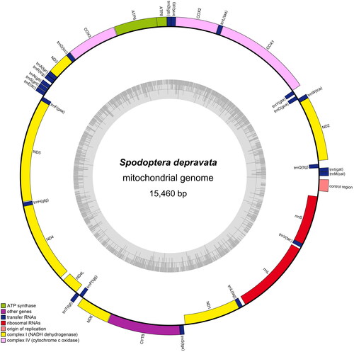 Figure 2. Gene map of S. depravata mitochondrial genome. Genes belonging to different functional groups are color-coded. Genes are shown outside and inside the outer circle are transcribed counterclockwise and clockwise, respectively. The grey in the inner circle corresponds to the GC% along the mitochondrion.
