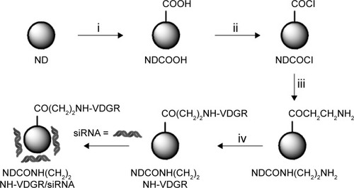 Figure 1 Synthesis of NDCONH(CH2)2NH-VDGR/survivin-siRNA. Conditions in each step: (i) H2SO4/HNO3; (ii) SOCl2; (iii) NH2(CH2)2NH-Boc/THF and HCl/EA; and (iv) EDC/Boc-Arg(Tos)-Gly-Asp(OMe)-Val-OH, NaOH/MeOH, and TFA/TfOH.Abbreviations: siRNA, small interfering RNA; THF, tetrahydrofuran; EA, ethyl alcohol; EDC, N1-((ethylimino)methylene)-N3,N3-dimethylpropane-1,3-diamine; TFA, trifluoroacetic acid; TfOH, trifluoromethanesulfonic acid; ND, nanodiamond.