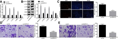 Figure 2 Overexpressed MAPK10 leads to inhibited proliferation, migration and invasion of cervical cancer cells. SiHa cells are transfected with oe-MAPK10 and oe-NC. (A), The mRNA expression of MAPK10, the AP-1 family members (c-FOS, c-JUN and JUNB) and angiogenesis related factor VEGF detected by RT-qPCR. (B), The protein expression of MAPK10, the AP-1 family members (c-FOS, c-JUN and JUNB) and angiogenesis related factor VEGF measured by Western blot analysis. (C), Cell viability (× 200) assessed by EdU assay. (D), Cell invasion ability (× 200) determined by Transwell assay. (E), Cell migration ability (× 200) identified by Transwell assay. *p < 0.05 vs SiHa cells transfected with oe-NC. The above data are all documented measurement data. Comparisons between two groups were analyzed by non-paired t-test. The experiments are repeated 3 times independently.Abbreviations: EdU, 5-Ethynyl-2’-deoxyuridine; oe-NC, overexpressed-negative control.