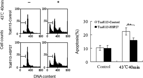 Figure 12. Hsp27 suppresses heat-induced apoptosis. The control and Hsp27 plasmids transfected Tca8113 cells were heated at 43°C for 40 min, and harvested for apoptosis assays by flow cytometry after cells being cultured at 37°C for 24 h. The apoptotic population was determined by propidium iodide staining. The sub-G1 population was marked by M1 gate and used to represent the apoptotic population. Columns, mean from three independent experiments. Bars, SD. **p < 0.05.