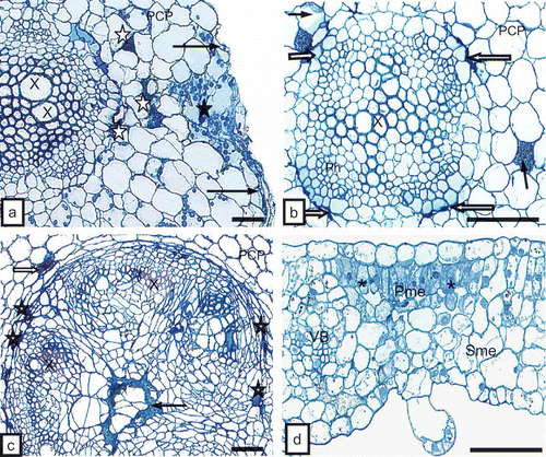 Fig. 2. a, Necrosis of rhizodermis (long arrows) and fracture of cell walls (CW, black asterisk) in primary cortex. Necrosis of primary cortex parenchyma cells (PCP, white asterisks) of tobacco root can be seen. X = xylem tracheary element. Bar = 50 μm. b, Primary cortex cells (PCP) with necrosis of phloem parenchyma (white arrows) and primary cortex (dark arrows) of root of potato ‘Glada’. Ph = phloem, X = xylem tracheary element. Bar = 50 μm. c, Necrosis of phloem parenchymal cells (asterisks), primary cortex parenchyma (PCP, white arrow) and pith parenchymal cells (dark arrow) of tobacco stem. X = xylem tracheary element. Bar = 50 μm. d, Necrosis of palisade mesophyll cells (Pme, asterisks) of tobacco leaf blade. Sme = spongy mesophyll, VB = vascular bundle. Bar = 50 μm.