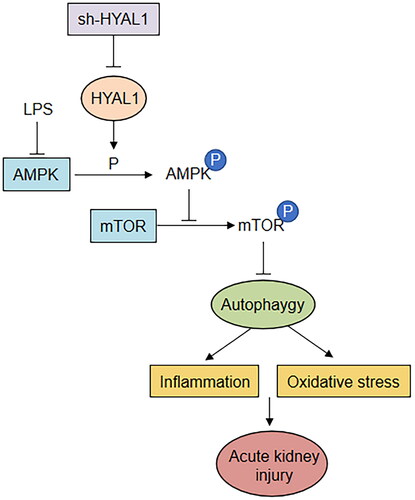 Figure 7. A schematic presentation of the whole research finding. Sepsis-induced AKI is established by intraperitoneally injecting LPS (10 mg/kg) into mice. HYAL1 knockdown enhances autophagy through the AMPK/mTOR pathway to inhibit inflammation and oxidative stress and protect the kidney.