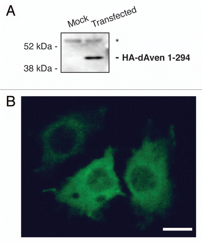 Figure 2 Expression of dAven in Drosophila S2R+ cells. (A) Immunoblot of HA-tagged dAven expressed in S2R+ cells. Expression of dAven in S2R+ cells was achieved by transfection with a pMT/V5-His plasmid coding for HA-dAven followed by CuSO4 addition to the media to induce protein production. Extracts from these cells (transfected) and mock transfected controls (mock) were analyzed by PAGE followed by immunoblotting with anti-HA antibodies. (*) indicates a non-specific band present in both samples. (B) Immunolocalization of HA-tagged dAven transiently expressed in S2R+ cells. S2R+ cells were grown in coverslips and later transfected and induced as in (A). Subsequently, cells were fixed in paraformaldehyde, permeabilized with acetone and probed with anti-HA antibodies followed by anti-Rabbit-FITC conjugates. A representative immunofluorescence image is shown. Controls with anti-HA stain on cells transfected with an empty vector were completely devoid of signal at the exposure times analyzed (data not shown). Magnification 60X. Scale bar, 5 µm.