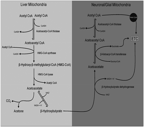 Figure 2. Overview of ketone synthesis and metabolism.