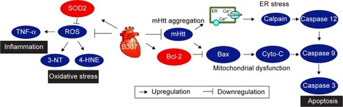 Figure 9 The schematic diagram illustrates the possible cardioprotective pathways under oral B307 treatment.