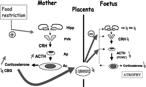 Figure 2 Effects of 50% food restriction during the last week of gestation on maternal and fetal HPA axis relationship in late pregnancy. Food-restriction of pregnant rats stimulates their HPA axis activity. Both plasma ACTH and corticosterone levels are increased and maternal adrenal glands are hypertrophied at the end of gestation. Maternal undernutrition also reduces both plasma CBG levels and placental 11β-HSD2 gene expression at term. As a result, rat fetuses are overexposed to high levels of free fraction of corticosterone arriving from the maternal compartment, thus potentiating the glucocorticoid negative feedback on the fetal brain and disturbing the development of their HPA axis. At the end of gestation (E21), fetuses show numerous alterations such as a drastic adrenal atrophy, reduced plasma ACTH and corticosterone levels and diminished gene expression affecting hippocampal MR and GR, hypothalamic CRH and anterior pituitary POMC. Hipp, hippocampus; PVN, hypothalamic paraventricular nucleus; Ap, anterior pituitary; Ac, adrenal cortex; MR, mineralocorticoid receptor; GR, glucocorticoid receptor; CRH, corticotrophin-releasing hormone; POMC, proopiomelanocortin; ACTH, adrenocorticotropic hormone; CBG, corticosteroid-binding globulin; 11β-HSD2, 11β-hydroxysteroid dehydrogenase type 2. (+) = positive/excitatory effect; ( − ) = negative/inhibitory effect. Based on data reported in Lesage et al. (Citation2001).