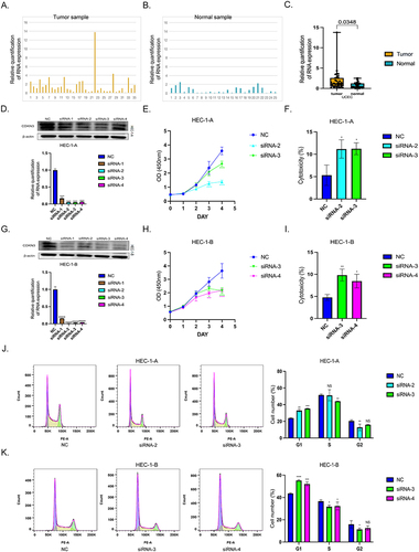 Figure 9 Verification in endometrial cancer (UCEC). (A–C) CDKN3 expression between endometrial cancer tissues and normal endometrial tissues by qRT-PCR analysis of clinical samples. (D) The knockdown efficiencies of CDKN3 in HEC-1-A cells were tested by Western blot and qRT-PCR. (E) Comparison of cell proliferation between the negative control and CDKN3 knockdown groups of HEC-1-A cells. (F) The cytotoxicity between the negative control and CDKN3 knockdown groups in the HEC-1-A cell cancer-PBMCs co-culture system with an effector/target ratio of 20:1. (G) The knockdown efficiencies of CDKN3 in HEC-1-B cells were tested by Western blot and qRT-PCR. (H) Comparison of cell proliferation between the negative control and CDKN3 knockdown groups of HEC-1-B cells. (I) The cytotoxicity between the negative control and CDKN3 knockdown groups in HEC-1-B cell cancer-PBMCs co-culture system with an effector/target ratio of 20:1. (J) Cell cycle analysis between the negative control and CDKN3 knockdown groups in HEC-1-A cells. (K) Cell cycle analysis between the negative control and CDKN3 knockdown groups in HEC-1-B cells. *p < 0.05, **p < 0.01, ***p < 0.001, ****p < 0.0001.