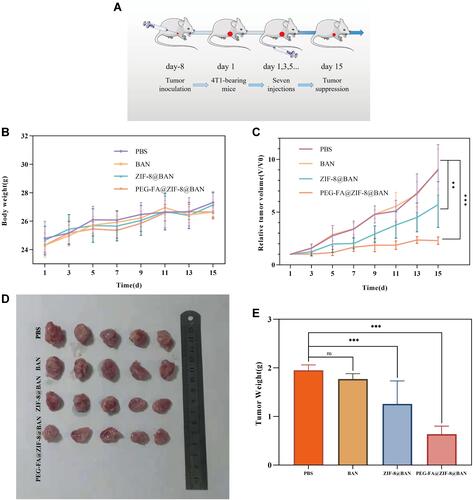 Figure 8 (A) Schematic diagram of in vivo antitumor treatment. (B) Changes in body weight during treatment (means ± SD, n = 7). (C) Relative tumor volume (means ± SD, n = 7). (D) Representative pictures of the final dissected tumor. (E) Tumor weight (means ± SD, n = 7). nsp > 0.05, **p < 0.01,***p < 0.001, compared with PBS group.