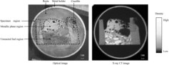 Figure 3. Optical image and X-ray CT image.