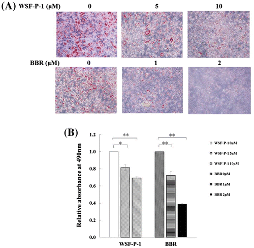 Fig. 4. WSF-P-1 inhibits preadipocyte differentiation.