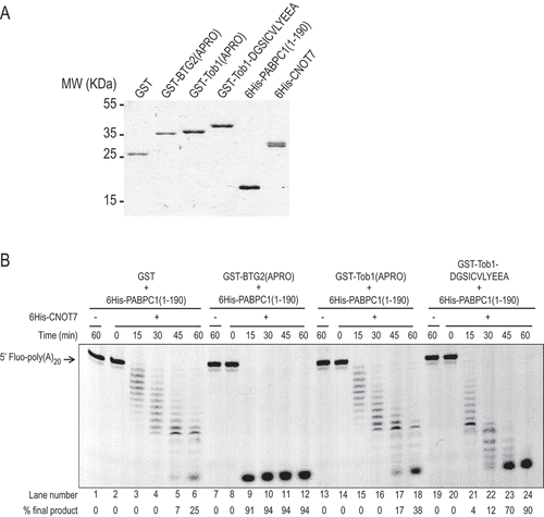 Figure 6. A chimeric Tob1 APRO domain with a boxC motif stimulates CNOT7 deadenylase activity in vitro