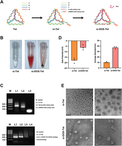 Figure 2 Characterization of tetrahedral FNAs. (A) Schematic diagram of tetrahedral FNAs synthesis. And a, b, c, and d in the figure represent the four single strands used to assemble the DNA tetrahedron. (B) Picture of si-Tet and si-DOX-Tet. The precipitate in the figure is si-DOX-Tet obtained by centrifugation after loading DOX of maximum drug loading capacity. (C) Agarose gel electrophoresis of tetrahedral FNAs. The image above shows si-Tet, tetrahedral part, and siRNF8 part; The figure below shows si-Tet and si-DOX-Tet with different loads of DOX. (D) Zeta potentials and particle size distribution analysis of si-Tet and si-DOX-Tet. (E) Transmission electron microscopy photos of si-Tet and si-DOX-Tet at different magnifications.