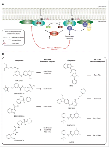 Figure 1. Targeting Rac1 activation and downstream signaling via blocking Rac1-GEF interactions. (A) Similarly to other Rho GTPases, Rac1 cycles between an inactive guanosine diphosphate (GDP)-bound state and an active guanosine triphosphate (GTP)-bound state. This cycle is regulated, in part, by guanine nucleotide exchange factors (GEFs) and GTPase activating proteins (GAPs). Following Rac1 prenylation, in which a geranylgeranyl moiety is covalently attached to cysteine 189, carboxyl-terminal methylation and the addition of a palmitate moiety on cysteine 178, GDP-bound Rac1 associates with the plasma membrane. The Polybasic region (PBR) of Rac1 has also been implicated in targeting Rac1 to the plasma membrane. This, in turn, allows GEFs present at the plasma membrane to bind to Rac1 and facilitate the exchange of GDP for GTP, thereby activating Rac1. As a result of GTP binding, Rac1 undergoes a conformational change in its switch I and switch II regions (depicted as I and II, respectively) that promotes binding with downstream effectors, thus translating upstream signals into downstream responses. In addition to Rac1 activation, GEFs can also serve as scaffolding proteins, via indirectly or directly associating to Rac1 effectors, thereby enriching specific Rac1-effector complexes and dictating Rac1 downstream signaling cascades. It is unclear, however, whether plasma membrane localization is essential for the GEF scaffolding function. In contrast, GAPs serve as Rac1 inhibitors, through enhancing the intrinsic GTPase activity of Rac1 and promoting the hydrolysis of bound GTP. (B) Given the importance of GEFs in activating Rac1 and mediating Rac1 downstream signaling, a number of Rac1 specific inhibitors have been developed that target Rac1 activation via blocking Rac1-GEF interactions. Examples of chemical structures and selectivity toward specific Rac1-GEF interactions are outlined.