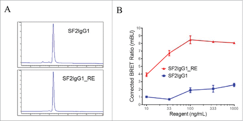 Figure 2. Assessment of monodispersity and multimerization of SF2IgG1 and SF2IgG1_RE. (A) SEC profiles of SF2IgG1 and SF2IgG1_RE antibodies in solution. The y axes are absorbance values at 280 nm. The x axes are retention times in minutes. (B) NanoBRET PPI assay for SF2IgG1 and SF2IgG1_RE. Increasing concentrations (from 10 ng/mL to 1000 ng/mL) of both Nanoluc donor antibody and Halotag receptor antibody were applied to HEK-Blue: OX40 cells and NanoBRET PPI assays were conducted. Mean Corrected BRET ratio were plotted against the concentrations of test antibodies (Data expressed as mean ± SEM, n ≥ 2).