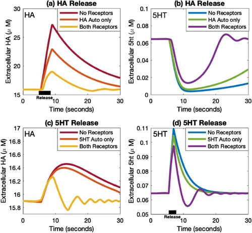 Figure 4. Comodulation of 5HT and HA. Extracellular HA and 5HT concentrations after HA (panels a and b) or 5HT (panels c and d) stimulation. In panels a and b, the HA neuron is stimulated for 3.5 s (black bar). In these panels, both receptors on the 5HT varicosity are kept on. We show cases where both the HA autoreceptor and 5HT receptor on the HA varicosity are off (maroon and blue), the HA autoreceptor is on, but the 5HT receptor on the HA varicosity is not (red and green), and finally when both the HA autoreceptor and the 5HT receptor on the HA varicosity are on (yellow and purple). Similarly, in panels c and d the 5HT neuron is stimulated for 1.5 s (black bar). In these panels, both receptors on the HA varicosity are kept on. We show cases where both the 5HT autoreceptor and HA receptor on the 5HT varicosity are off (maroon and blue), the 5HT autoreceptor is on, but the HA receptor on the 5HT varicosity is not (red and green), and finally when both the 5HT autoreceptor and the HA receptor on the 5HT varicosity are on (yellow and purple). When all the receptors are on, each neurotransmitter adds an extra regulation of the other neurotransmitter.
