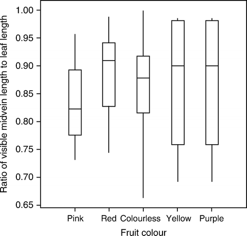 Figure 1  Box-plot summary of the ratio of visible midvein length to total leaf length for different fruit colours in Coprosma dumosa. Numbers of samples are pink 4, red 15, colourless 18, yellow 2, purple 2.