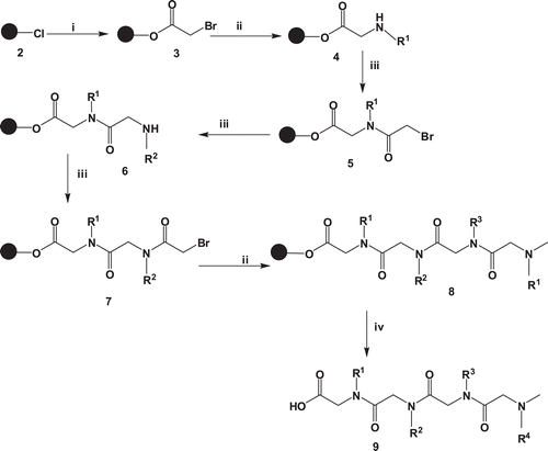 Scheme 1.  General procedure for the synthesis of peptoids. i = bromoacetic acid, DIPEA, dry DCM ii = amine, DMF iii = bromoacetic acid, DIC, DMF iv = 5% TFA/DCM.