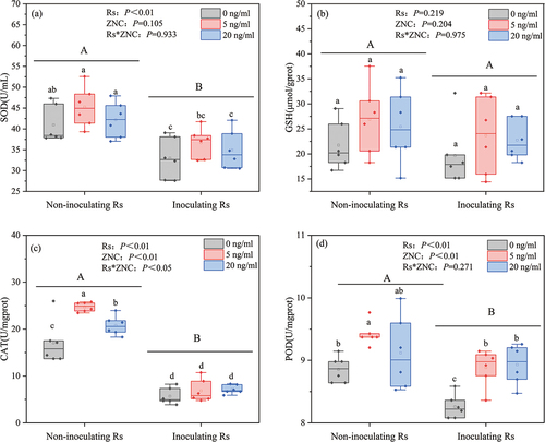 Figure 3. SOD activity (a), GSH content (b), CAT activity (c) and POD activity (d) under different treatments. Data are shown as the mean ± SD (n = 6). The results of two-way ANOVA was shown in the upper left corner of the figure: “Rs” represents the effect of Rs inoculation; “ZNC” represents the effect of ZNC concentration; “Rs*znc” represents the interaction effect of Rs inoculation and ZNC concentration. Different letters above the bars indicate significant differences among treatments at P < 0.05.