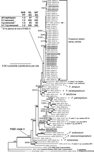 Fig. 2 Majority rule consensus phylogram from MrBayes analyses of the F. solani species complex (FSSC) inferred from rDNA (104/986 parsimony informative positions), TEF1 (117/709) and RPB2 (303/1738) sequences. Alphanumeric designations next to strain numbers indicate the three-locus haplotypes and species as described in CitationO’Donnell et al. (2008). The phylogenetic species FSSC 5 is inferred as F. solani sensu stricto. Arrows indicate divergent haplotypes 5-f and 5-jj and boldface ‘ET’ the ex-epitype isolate NRRL 66304 (= FRC S-2364, CBS 140079, G.J.S. 09-1466). Values shown at nodes indicate ML and MP bootstrap support > 60%; asterisks above branches represent node support of 100% BS. Bold branches refer to nodes with a PP value of 0.95–1.00. Gray highlight is used to identify isolates from potato. The novel phylogenetic species FSSC 44 isolated from potato in Slovenia is represented by NRRL 34617 and G.J.S. 09-1459.