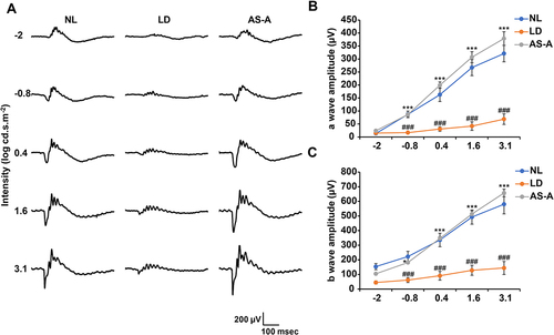 Figure 3 AS-A protects against bright light-induced impairment in the retinal function. Dark-adapted BALB/c mice were treated with vehicle (LD) or AS-A at 100 mg/kg bw (AS-A) 30 min prior to the light exposure. Dark-adapted BALB/c mice unexposed to bright light exposure received vehicle treatment (NL). Scotopic ERG was performed to evaluate the retinal function 7 d after the indicated treatments. (A) Representative electroretinograms were presented. (B and C) Amplitudes of a-wave and b-wave were plotted. Data were expressed as mean±S.E.M (n=5 per group). ### Compared to that from NL, P<0.001; * compared to that from LD, P<0.05; *** compared to that from LD, P<0.001.