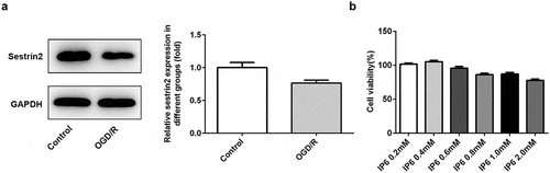 Figure 1. Expression levels sestrin2 in PC-12 cells treated with OGD/R. (a) The protein levels of sestrin2 in PC-12 cells were determined by western blotting. (b) Cell viability after treated with IP6 was evaluated by CCK-8. IP6, Phytic acid.