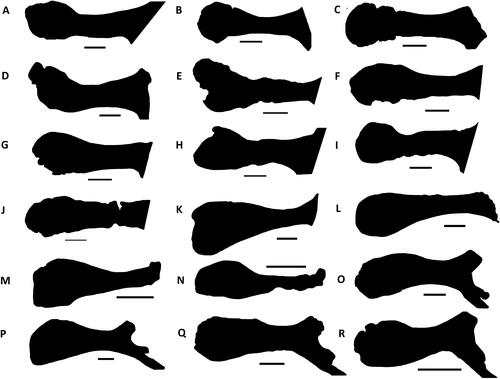 Figure 45. Silhouettes of the prepubic blades (scaled to approximately the same anteroposterior length) in left lateral view. A–I, adult Iguanodon bernissartensis specimens from the Bernissart collection. A, RBINS R51 (lectotype); B, RBINS R51 (lectotype) right reversed; C, RBINS R52 (paratype); D, RBINS R55 (paratype); E, RBINS 56 (paratype); F, RBINS R343; G, RBINS R344; H, RBINS VERT-5147-1562; I, RBINS VERT-1547-1562 right reversed; J, RBINS VERT-5144-1657; K–N, Edmontosaurus annectens redrawn from Prieto-Márquez (Citation2014a): K, SM R4036; L, LACM 23502 right reversed; M, LACM 23504 juvenile; N, LACM 23504 right reversed, juvenile; O, P, Brachylophosaurus canadensis redrawn from Prieto-Márquez (Citation2001): O, MOR 1071-7-16-98-243 juvenile; P, MOR 794; Q, R, Eolambia caroljonesa redrawn from McDonald et al. Citation2017. Q, FMNH PR 3847; R, CEUM 52152 juvenile. Scale bars represent 100 mm.