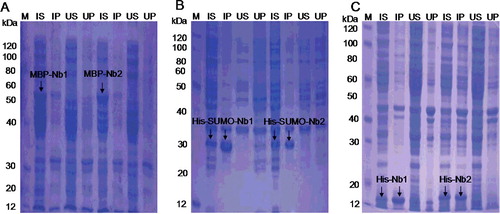 Figure 3. Expression and solubility evaluation of VHH (Nb1 and Nb2) fusion proteins in E. coli: MBP-Nb (55 kDa) in E. coli TB1 (A); His-SUMO-Nb (30 kDa) in E. coli Rosetta (B); His-Nb (20 kDa) in E. coli BL21 (DE3) (C). Arrows indicate the fusion proteins. M, protein marker; IS, supernatant of induced lysates; IP, precipitate of induced lysates; US, supernatant of uninduced lysates; UP, precipitate of uninduced lysates.