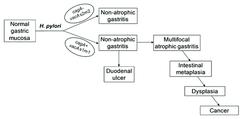 Figure 1. Schematic representation of the main clinical outcomes of H. pylori infection. The right side of the figure shows the sequential steps of the precancerous cascade. Reproduced from reference Citation13 with permission from John Wiley and Sons.