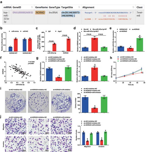 Figure 3. NORAD competitively binds to miR-323a-3p. A, binding sites between NORAD and miR-323a-3p obtained from Starbase; B, binding relationship between NORAD and miR-323a-3p confirmed using dual luciferase reporter gene assay; C, the endogenous binding of miR-323a-3p and NORAD assessed using RIP; D, the binding of NORAD-WT and miR-323a-3p assessed using RNA pull down assay; E, expression of miR-323a-3p in MDA-MB-453 cells assessed using RT-qPCR after transfection of NORAD-NC, sh-NORAD, or oe-NORAD; F, correlation between expression of miR-323a-3p and NORAD; G, NORAD and miR-323a-3p expression in the sh-NC + inhibitor-NC, sh-NORAD + inhibitor-NC and sh-NORAD + miR-inhibitor groups detected using RT-qPCR; H, cell viability of the sh-NC + inhibitor-NC, sh-NORAD + inhibitor-NC and sh-NORAD + miR-inhibitor groups detected using MTT assay; I, colony formation ability of the sh-NC + inhibitor-NC, sh-NORAD + inhibitor-NC and sh-NORAD + miR-inhibitor groups detected using colony formation assay; J, migration and invasion of the sh-NC + inhibitor-NC, sh-NORAD + inhibitor-NC and sh-NORAD + miR-inhibitor groups detected using Transwell assay; repetitions = 3; the measurement data conforming to the normal distribution were expressed as mean ± standard deviation and one-way ANOVA was used for comparisons among multiple groups, followed by Tukey’s post hoc test; * P < 0.05 vs the co-transfection group of NORAD-WT and miR-NC; # P < 0.05 vs the NORAD-NC group; $ P < 0.05 vs the sh-NC + inhibitor-NC group