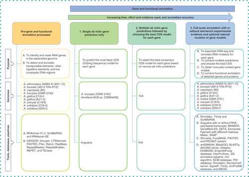 Figure 2. Steps and tools used in Armillaria genome annotation.Levels 1, 2 and 3 are based on the approaches to genome annotation relative to time, effort and evidence used and the resultant increase in annotation accuracy, as outlined by Yandell and Ence [Citation53]. Level 2 can be performed with the ab initio prediction tools indicated in level 3 (point B under ‘Tools, Databases, Pipelines’).ACB: African Clade B; NA: Not applicable.