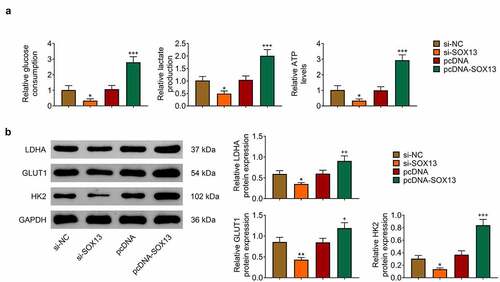 Figure 3. SOX13 promotes glycolysis of breast cancer cells. (a) The glucose consumption, lactate production and ATP level measured by specific assay kit (*p < 0.05, +++p < 0.001). (b) The protein level of LDHA, GLUT1 and HK2 detected by western blot. Each bar is regarded as the mean ±SD of 3 independent experiments (**p < 0.01, *p < 0.05, +++p < 0.001, ++p < 0.01, +p < 0.05). **p < 0.01, *p < 0.05 versus si-NC group. +++p < 0.001, ++p < 0.01, +p < 0.05 versus pcDNA group.