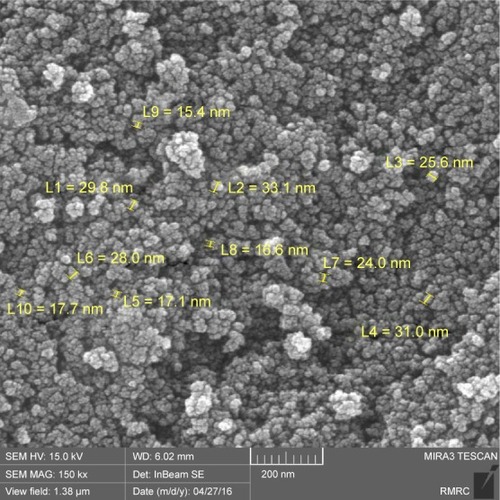 Figure 1 FESEM image of Fe3O4@PEG–Ag core/shell nanostructure.Abbreviations: FESEM, field emission scanning electron microscopy; PEG, poly(ethylene glycol).