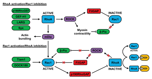 Figure 2. Crosstalk between RhoA and Rac1 in migrating cells. At the leading edge of migrating cells, RhoA can be activated by GEFs such as p190RhoGEF, GEF-H1, LARG, and Syx. At the cell rear, RhoA can restrict Rac1 activity via FilGAP and by negatively regulating the localization of β-Pix. RhoA-stimulated mDia activity may contribute to the subsequent increase in Rac1 activity at the leading edge, possibly by activating Src-dependent GEFs such as Tiam1 and DOCK180. Rac1 can inhibit RhoA via p190RhoGAP and the decrease in RhoA activity may further activate Rac1 by preventing FilGAP activation and by relieving the inhibition of β-Pix. The association of inactive RhoA with RhoGDI could also increase Rac1 activity as a result of the competitive binding of these 2 GTPases to GDI. See text for further details.