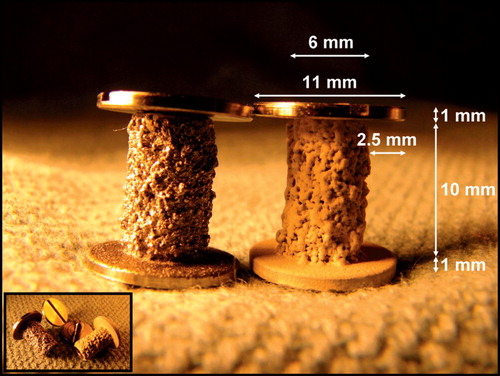 Figure 2. Non‐coated and HA‐coated plasma spray porous Ti implants with a 2.5 mm gap