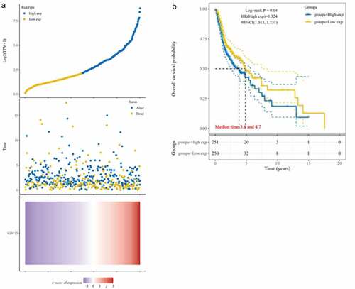 Figure 3. Kaplan-Meier analysis in TCGA dataset. (a) Risk score distribution, survival overview, and hierarchical clustering for OSCC patients in TCGA cohort. (b) The overall survival curves of the GDF15 high expression and low expression groups in TCGA cohort