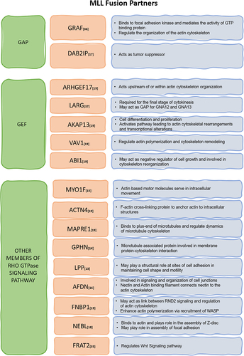 Figure 2. MLL fusion partners from Rho GTPase signalling pathway – many Rho GTPase regulators like GAPs and GEFs as well as other proteins functioning in Rho GTPase signalling act as fusion partners for MLL as depicted in the table. They may dysregulate the cell cytoskeleton by changing the expression or perturbing functions of genes that play important role in actin, microtubule and intermediate filament regulation.