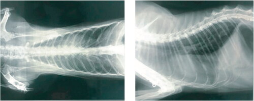 Figure 2. SARS-CoV-2 infection in an Italian pet cat. The thoracic radiographs revealed the presence of pneumonia. The opaque region in the radiograph over the lung area represents the ROI (Region of Interest). The widespread presence of pathological infiltrate resulted in an unstructured interstitial pattern. Reproduced from Musso et al. (Citation2020) under Creative Commons Attribution (CC BY) license (http://creativecommons.org/licenses/by/4.0/.).