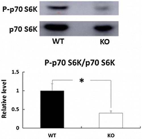 Figure 4. Effects of deletion of BDK on the phosphorylation status of p70 S6K in the skin. The phosphorylation of p70 S6K (Thr389) and p70 S6K protein levels was determined by immunoblot analysis. Bars are expressed as mean ± SE (n = 4). *p < 0.05 compared with WT mice.