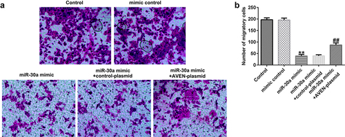 Figure 5. Decidua MSCs (dMSCs) overexpressed miR-30a suppressed HTR-8/SVneo migration. (a). HTR-8/SVneo cells migration was evaluated using transwell assay. (b). Number of migratory HTR-8/SVneo cells were presented. **P < 0.01 vs. mimic control group; ##P < 0.01 vs. miR-30a mimic+control-plasmid group.